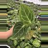 plant/Seed grown anthurium dressleri x forgetii starter plant growers choice-4-thumbnail