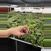 plant/Seed grown anthurium papillilaminum x Hoffmanii starter plant growers choice-6-thumbnail