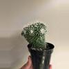 plant/Mammillaria spinosissima "un pico" cactus-0-thumbnail