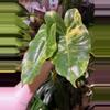 plant/Variegated Philodendron Burle Marx-0-thumbnail