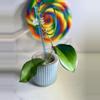 plant/Hoya Maliksi (UPT001)-1-thumbnail