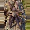 plant/$149 Retail Phormingochilus sp 'Sabah Blue' (Sabah Blue Tarantula) 1-1.5"-0-thumbnail