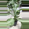 plant/Aglaonema Crystal Bay (2 plants)-1-thumbnail