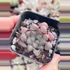 plant/Haworthia Cooperi pink 2”-0-thumbnail