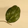 plant/Hoya AH052 2 nodes w growth point-1-thumbnail