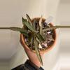 plant/euphorbia francoisii-1-thumbnail