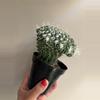 plant/Mammillaria spinosissima "un pico" cactus-3-thumbnail