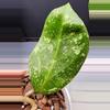 plant/Hoya Michele Splash-1-thumbnail