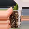 plant/Hoya Lacunosa Asami Clone 2-2-thumbnail