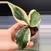 plant/Hoya Carnosa 'Snowball'-0-thumbnail