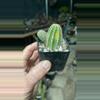 plant/Peanut Cactus, Variegated-0-thumbnail