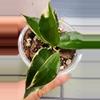plant/Hoya Lacunosa Asami Clone 2-1-thumbnail
