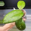 plant/Hoya Noelle-Free Shipping-0-thumbnail