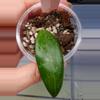 plant/Hoya AH Veda-0-thumbnail