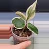 plant/Hoya Carnosa 'Snowball'-1-thumbnail