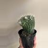 plant/Mammillaria spinosissima "un pico" cactus-1-thumbnail