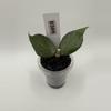 plant/0369 Hoya Polyneura Silver Splash-0-thumbnail