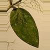 plant/Hoya koh chang island w/ peduncle!-0-thumbnail