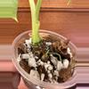 plant/Alocasia Micholitziana ‘Frydek’-4-thumbnail
