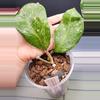 plant/Hoya Michele Splash-3-thumbnail