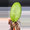 plant/Hoya Noelle-Free Shipping-4-thumbnail