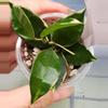 plant/Hoya Lacunosa Asami Clone 2-0-thumbnail