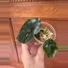 plant/Alocasia Green Unicorn-6-thumbnail
