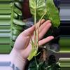 plant/Variegated Philodendron Burle Marx-1-thumbnail