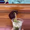 plant/Alocasia Cuprea-2-thumbnail