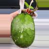 plant/Hoya Noelle-Free Shipping-2-thumbnail