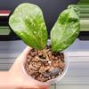 plant/Hoya Michele Splash-0-thumbnail