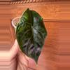 plant/Alocasia Green Unicorn-0-thumbnail
