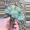 plant/Cactus Geometrizans Cristata 3”-0-thumbnail