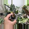 plant/Pink Sedenii Alocasia-1-thumbnail