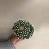 plant/Mammillaria spinosissima "un pico" cactus-2-thumbnail
