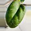 plant/Hoya Ceereen-2-thumbnail