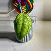 plant/Hoya Irina-2-thumbnail