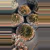 plant/NEW ! Seed  - Ariocarpus Trigonus Horacekii - 10 pcs - mother plants in listing-0-thumbnail