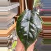plant/Alocasia Green Unicorn-7-thumbnail