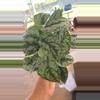 plant/Shipping feed-0-thumbnail