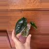 plant/Alocasia Green Unicorn-1-thumbnail