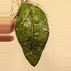 plant/Hoya koh chang island-0-thumbnail
