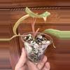 plant/Philodendron Paraiso Verde #0011-5-thumbnail