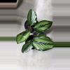 plant/Calathea 'Beauty Star', a type of prayer plant known for its striking foliage.-0-thumbnail