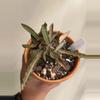 plant/euphorbia francoisii-0-thumbnail