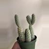 plant/Pinecone cactus-0-thumbnail