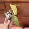 plant/Philodendron Paraiso Verde #0011-2-thumbnail