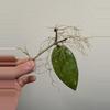 plant/Hoya koh chang island w/ peduncle!-1-thumbnail