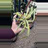 plant/Aporophyllum Tat Tail 6”-0-thumbnail