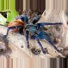 plant/$150 Retail Chromatopelma cyaneopubescens (Green Bottle Blue Tarantula) FEMALE 2-2.5"-0-thumbnail